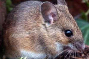Tianshan mouse
